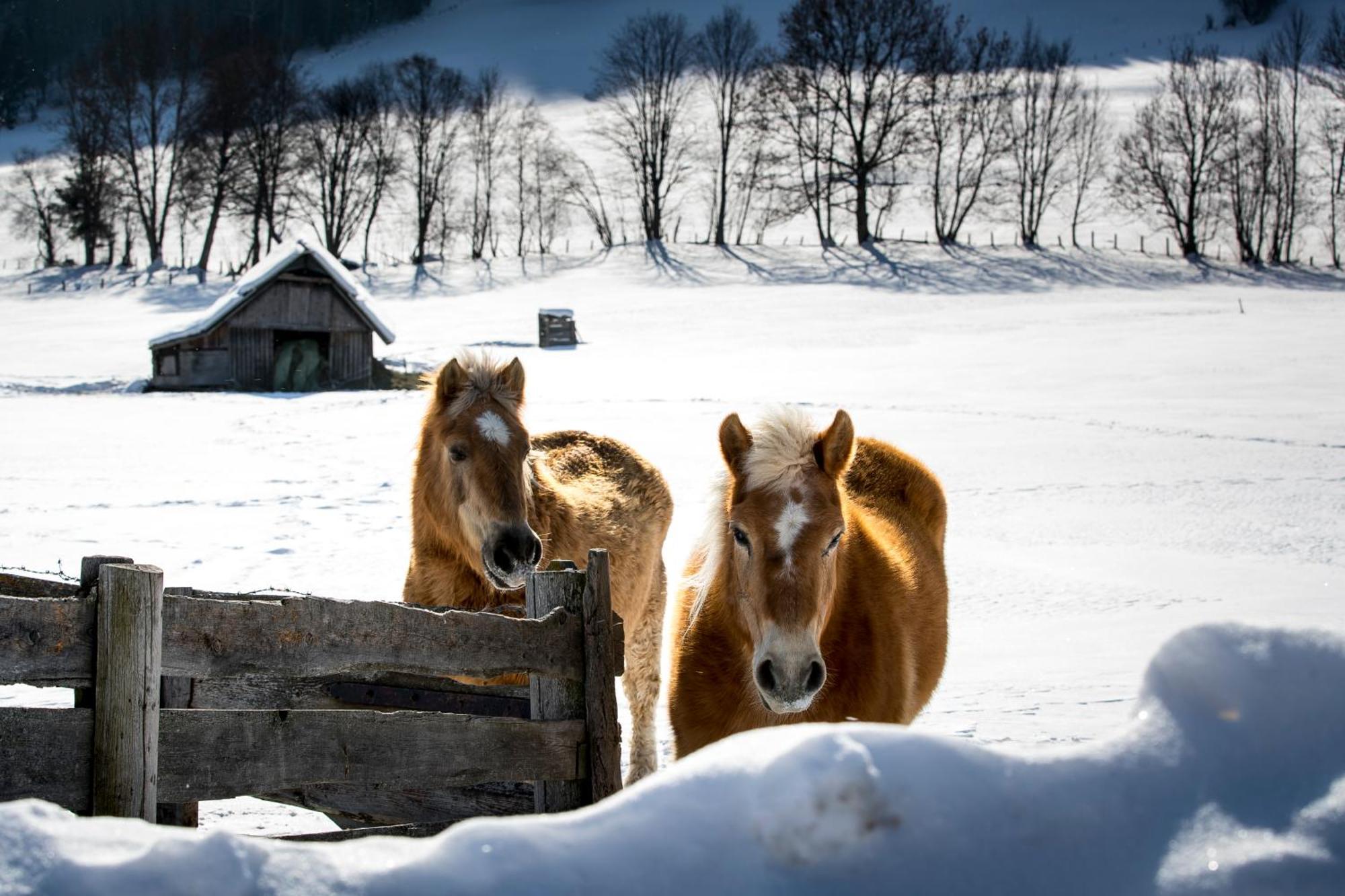 Naturpark Chalets Lambrecht By Alps Resorts Sankt Lambrecht Esterno foto